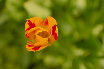Fototapeta premium Yellow and red tulip seen from above isolated in flower bed background