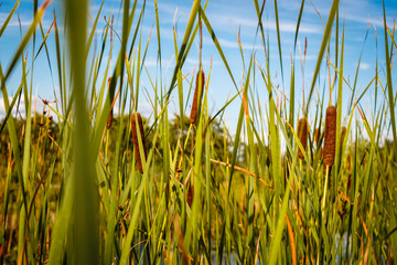 Obraz premium Reed grass of a pond during the summer
