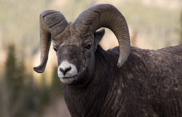 Big Horn Sheep