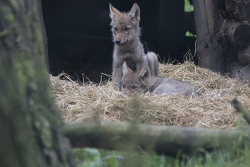 European wolf pups
