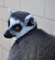 Lemur