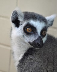 Lemur