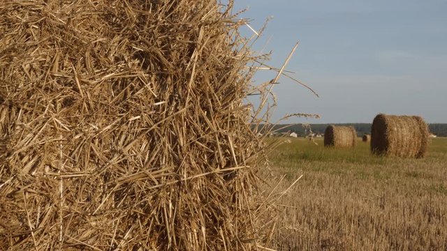 View on the meadow with haystacks in summer season sunny day.