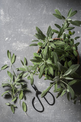 Fresh sage in a flower pot on grey background, top view