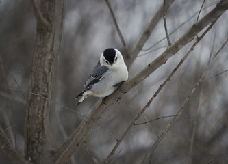 Winter Bird