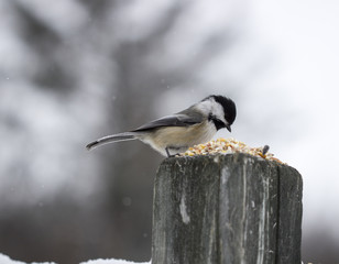Chickadee
