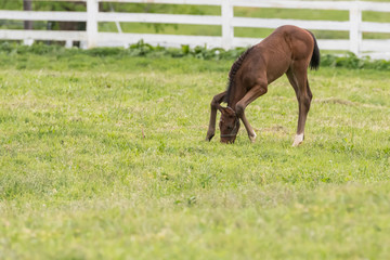 Naklejka na ściany i meble Young Foal Bends Down to Eat Grass