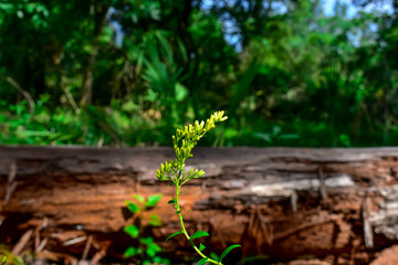 morning sun shining on yellow flower in the wilderness
