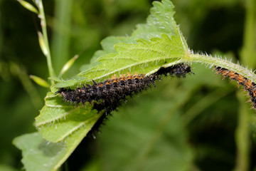 Raupen des Landkärtchens, Schmetterling, Araschnia levana