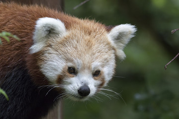 red panda