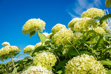 White hortensia in front of blue sky