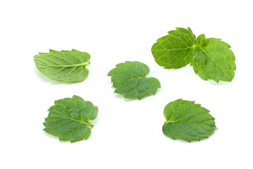 Mint leaf green plants isolated on white background, peppermint aromatic properties of strong teeth