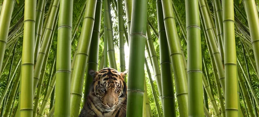 Papier Peint photo autocollant Tigre A la chasse - Un tigre de Sumatra dans une jungle de bambous.