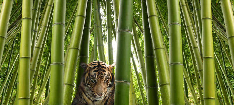 Fototapeta On the hunt - A sumatran tiger in a bamboo jungle.