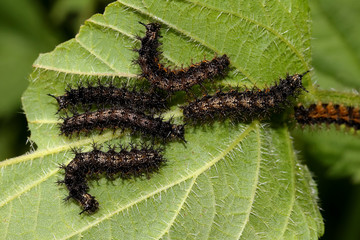 Raupen des Landkärtchens, Schmetterling, Araschnia levana