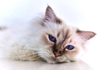 Katze entspannt Heilige Birma