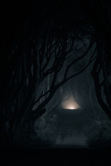 mystical dark hedges in northern ireland