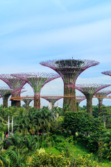 Super Tree at Garden by The Bay. A famous attraction in Singapore.