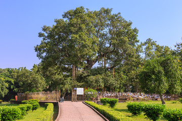 Fototapeta na wymiar Ancient bodh tree in Jetavana monastery, Shravasti, Uttar Pradesh, India