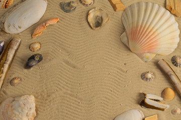Seashells on beach background - copy space