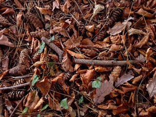 Mosaic of Autumnal leaves and Twigs in the Woods