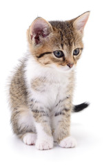 Kitten on white background.