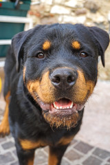 Fototapeta premium A cute dog looking directly into the camera