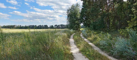 road between the field and the forest on a summer sunny day. Field grass. Dirt road