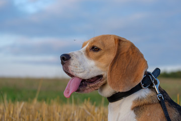 Dog Beagle on a roll of hay at sunset