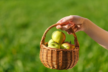 Girl holding basket of apples