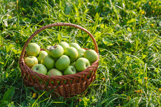 Antonovka 이미지 찾아보기 275 스톡 사진, 벡터 및 비디오 Adobe Stock