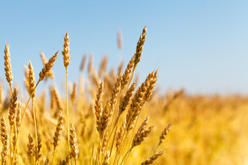 wheat field and blue sky