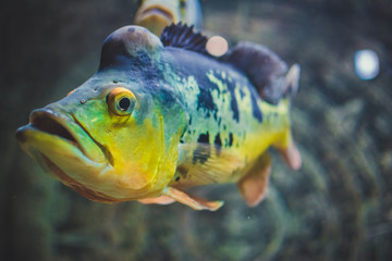 Океаническая рыба.