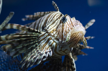 Индийская рыба лев.