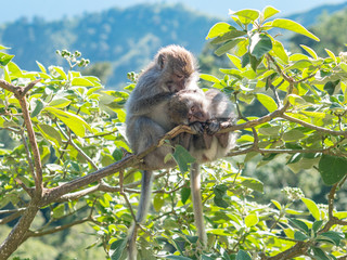Monkey enjoys delousing, Lombok, Indonesia