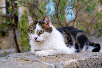 Chat tricolor avec les yeux verts dans la rue de Province, France.
