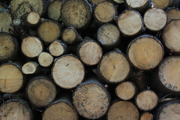 Wood
