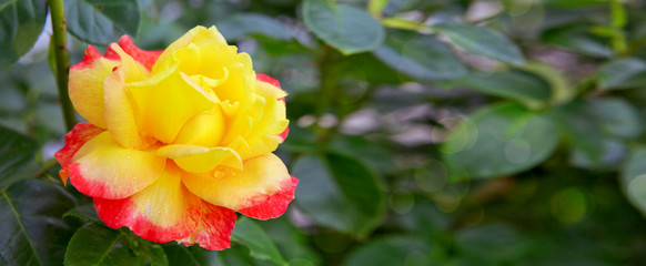 Red yellow rose isolated on a green .