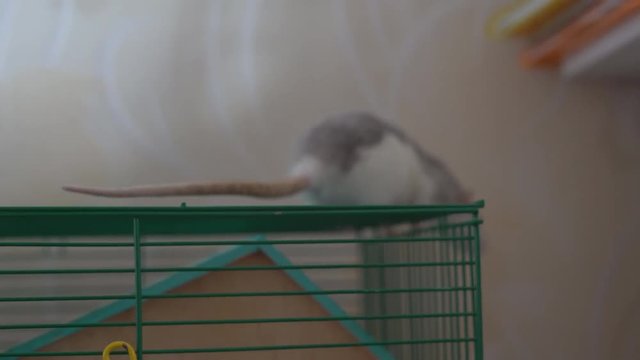 Gray rat in a wooden house 4k