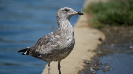 Seagull on the Shore - 169218328