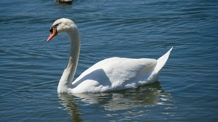 Swan Swimming in Lake - 169218340