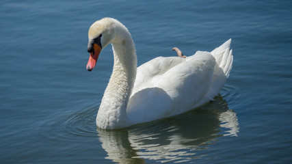 Swan Swimming in Lake - 169218344