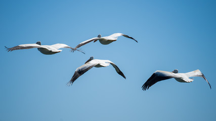 Flock of American White Pelicans in Flight - 169218349