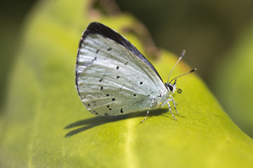 Holly Blue Butterfly (Celastrina argiolus)