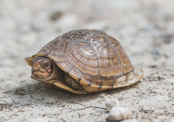 Turtle Hiding In Shell