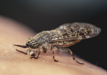 horsefly on hand