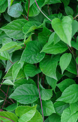 Fototapeta na wymiar A large Schizandra bush with green leaves.