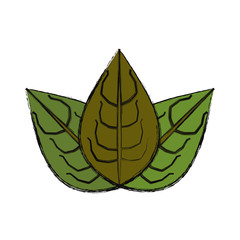 Leaves eco symbol icon vector illustration graphic design