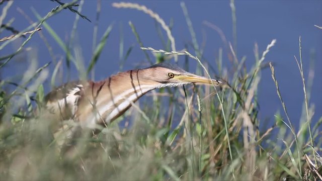Little bittern in the bush