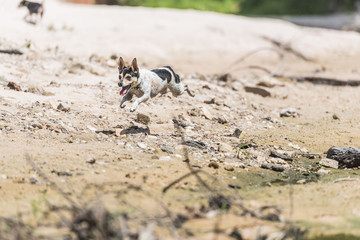 Rat Terrier Playing 2